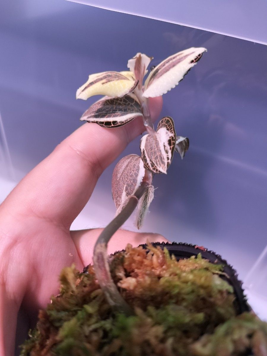 斑強 Anoectochilus sp 斑入りジュエルオーキッド 宝石蘭|Yahoo 斑強 Anoectochilus sp 斑入りジュエルオーキッド 宝石蘭|Yahoo