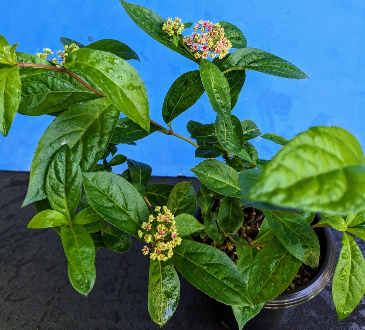 ヤマアジサイ　伊予小紋　紫陽花　山アジサイ　希少種　庭植え　鉢植え　シェードガーデン　花木　山野草　_画像7