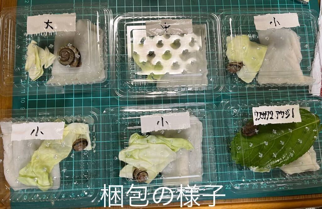 ウスカワマイマイ5匹(黒化型) カタツムリ　でんでん虫　ナメクジ　即決の方にウスカワマイマイ＋3匹_画像4