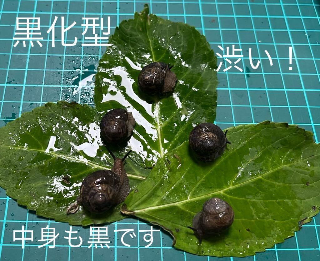 ウスカワマイマイ5匹(黒化型) カタツムリ　でんでん虫　ナメクジ　即決の方にウスカワマイマイ＋3匹_画像2