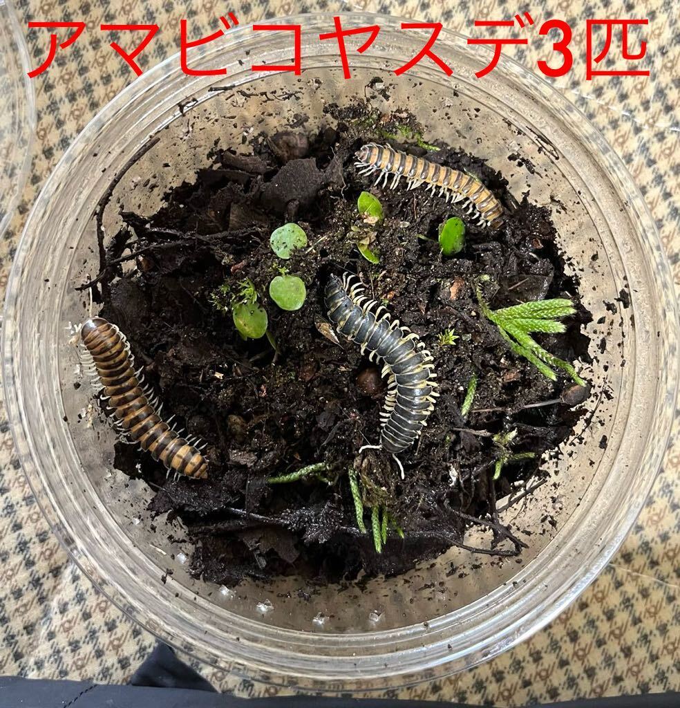 アマビコヤスデ3匹　【検索用】ムカデ　ゲジゲジ　ミミズ　フナムシ　昆虫_画像1