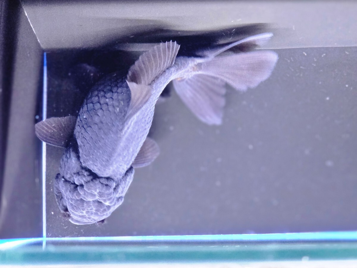 SS金魚　ブラックオランダ獅子頭　約13cmタイ産　写真の生態をお届けします。かなり格安！特売品 ブラックライオンヘッド_画像4