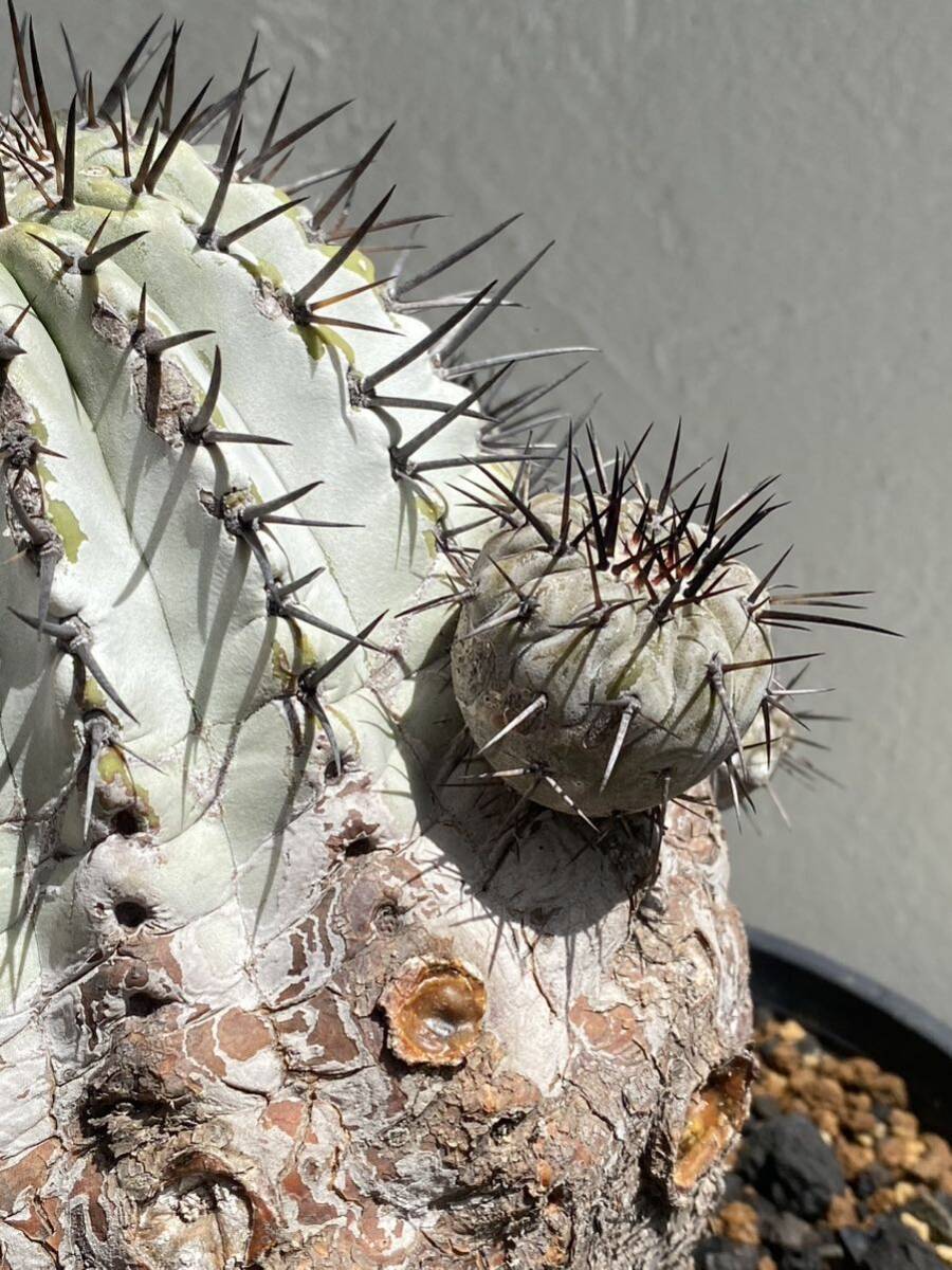 【貴重な現地球子株】黒王丸 黒棘 コピアポア Copiapoa cinerea サボテン 検 アガベ グラキリス パキプス パキポ 塊根 多肉 観葉 植物_画像2