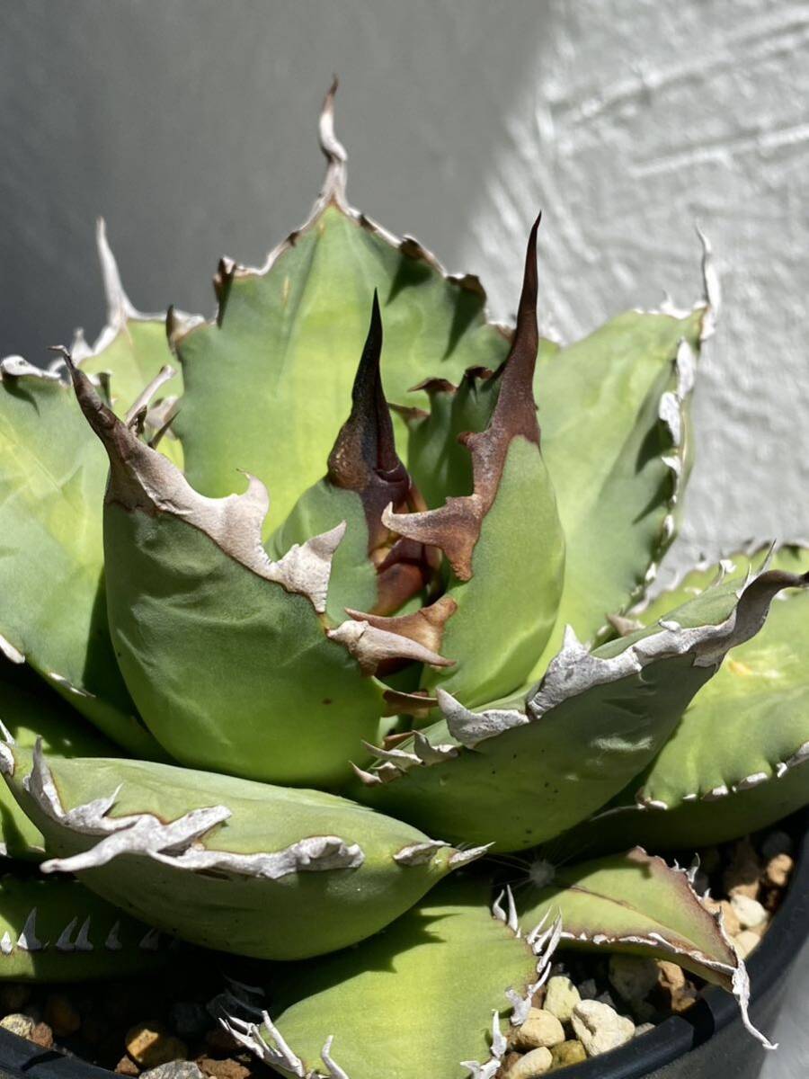 【国産特選株】アガベ チタノタ ナンバーワン 農大 姫厳竜　Agave Titanota No.1 FO 検 パキプス グラキリス 多肉 塊根 赤猫 悪魔 強棘 _画像5