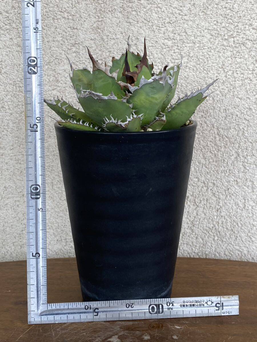 [ domestic production special selection stock ] agave chitanota number one agriculture large .. dragon Agave Titanota No.1 FO inspection pakipsgla drill s many meat . root red cat demon a little over .