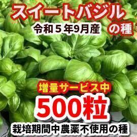  sweet basil. kind [500 bead ] pesticide : cultivation period middle un- use kind * increase amount service middle 