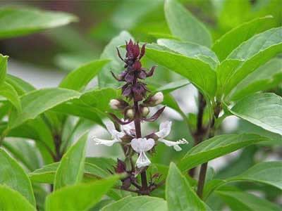  Thai basil. kind [3000 bead ]. peace 5 year 9 month production * cultivation period middle pesticide un- use kind 