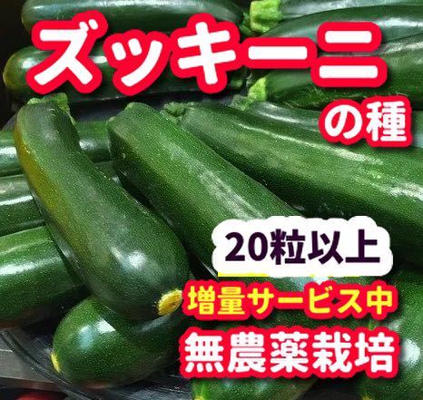 ズッキーニの種【20粒以上】★令和5年産・無農薬栽培の種の画像1