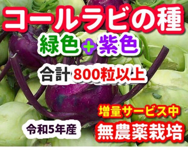 コールラビ種・合計800粒【各色400粒】無農薬栽培の種・色別の袋入り_画像1