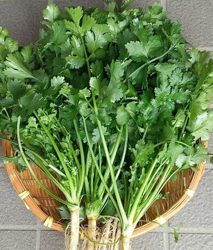  sweet basil & coriander ( large grain type ). kind 2 kind set * increase amount service middle 