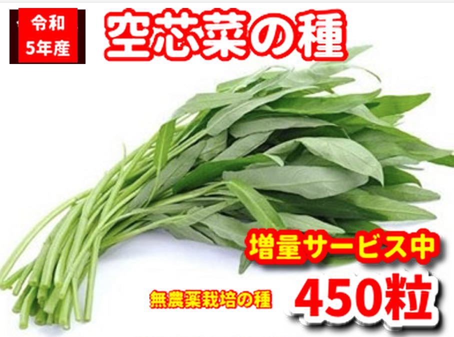 空芯菜種22g【450粒前後】農薬:栽培期間中不使用の種★ベトナムの栽培方法記載_画像1