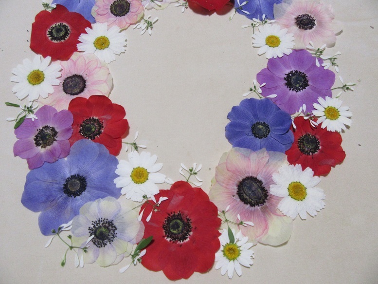  free shipping pressed flower material this season last. exhibition anemone increase amount do 20 wheel 