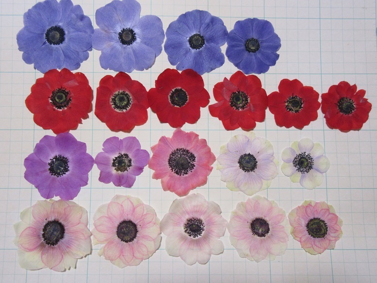  free shipping pressed flower material this season last. exhibition anemone increase amount do 20 wheel 