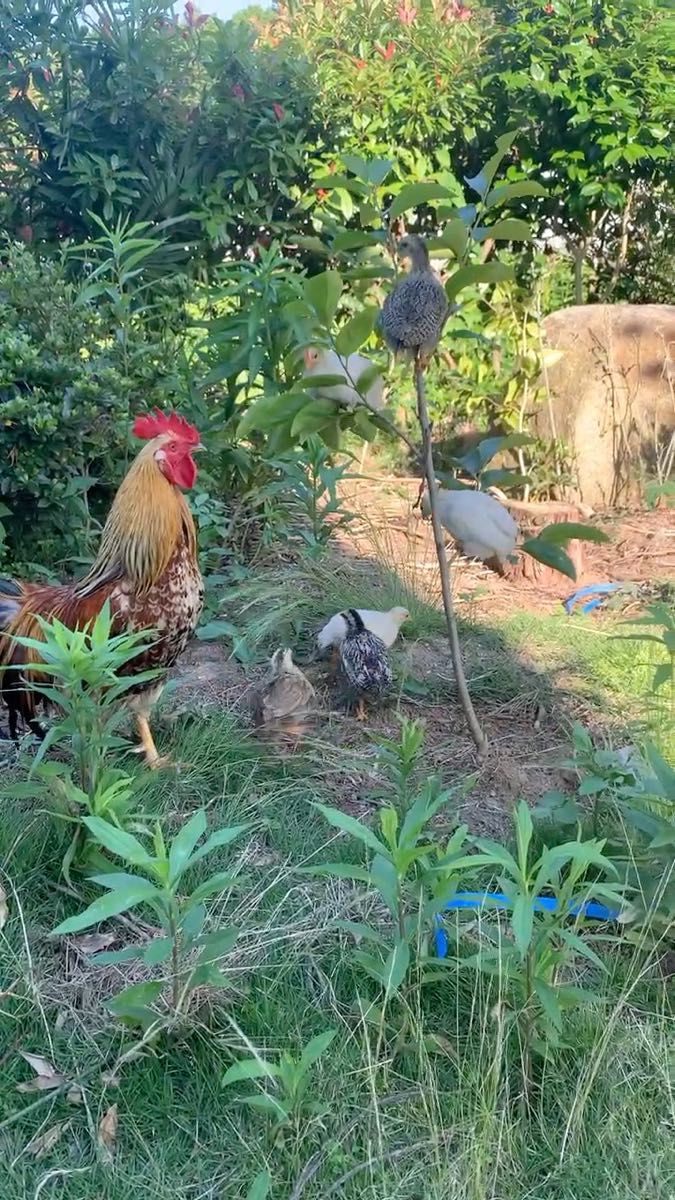 尾長鶏、烏骨鶏有精卵10個+2個(割れ補償)、食用、孵化 平飼い