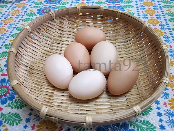  free shipping Tokyo .. chicken have . egg 6 piece white .. chicken .. chicken egg .....