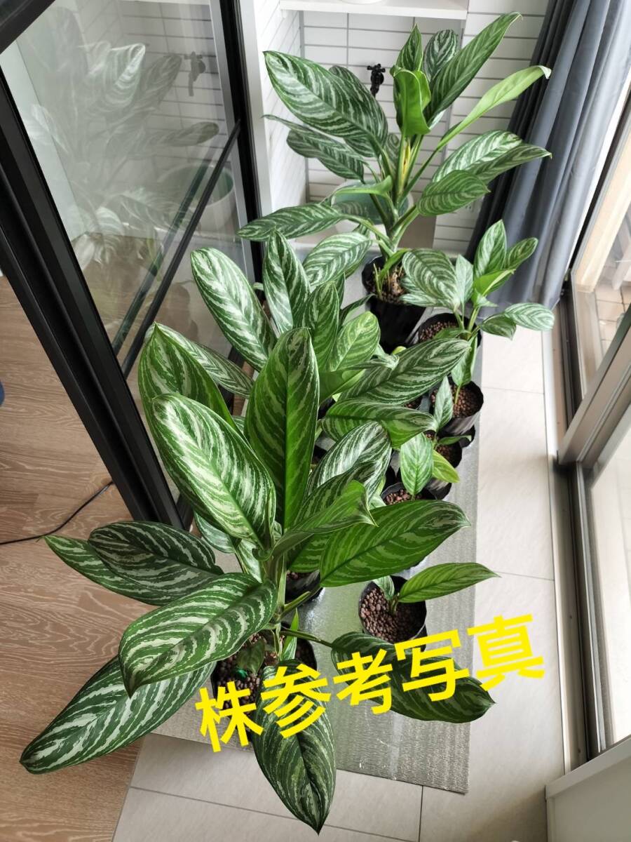 Aglaonema nitidum curtisii　矢羽根模様が濃いタイプ　S_画像6