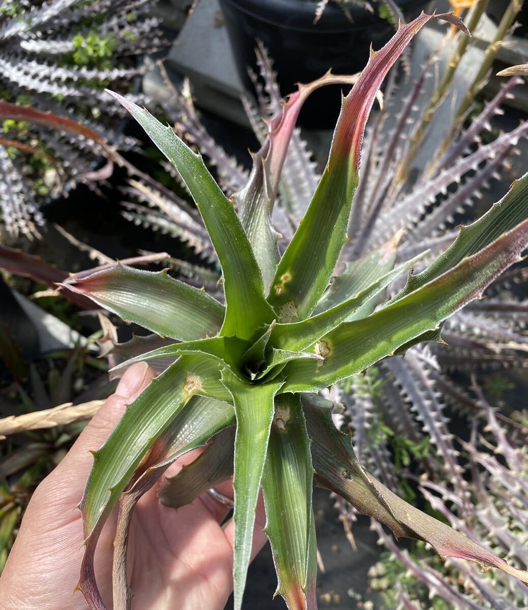 Bromelia balansae ブロメリア　バランサエ　dyckia ディッキア　ヘクチア　_画像1