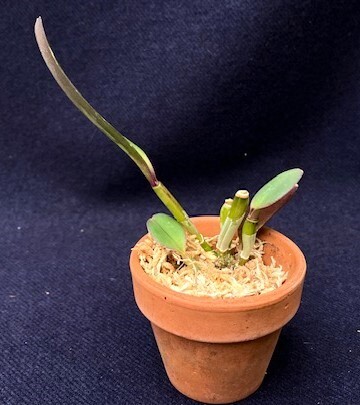 洋蘭 原種 着生蘭 野生蘭 カトレヤ C.schilleriana pelorica x self 超稀少初輸入最新実生株の画像6