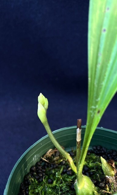 洋蘭 原種 着生蘭 野生蘭 アガニシア Aganicia cyanea つぼみ付き株 青色の美しい花_画像2