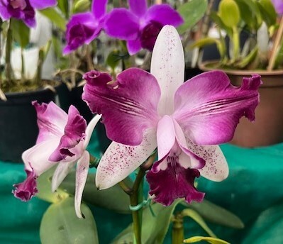 洋蘭 原種 着生蘭 野生蘭 カトレヤ C.intermedia vinicolor-aquinii 'K.D.Gonzallez' x self シース付き 強烈な色彩最新実生輸入株_親写真