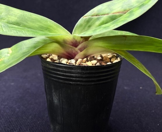 洋蘭 原種 地生蘭 野生蘭 パフィオ Paph.callosum vinicolor x sib 最新実生 株元の色素が多い株の画像3