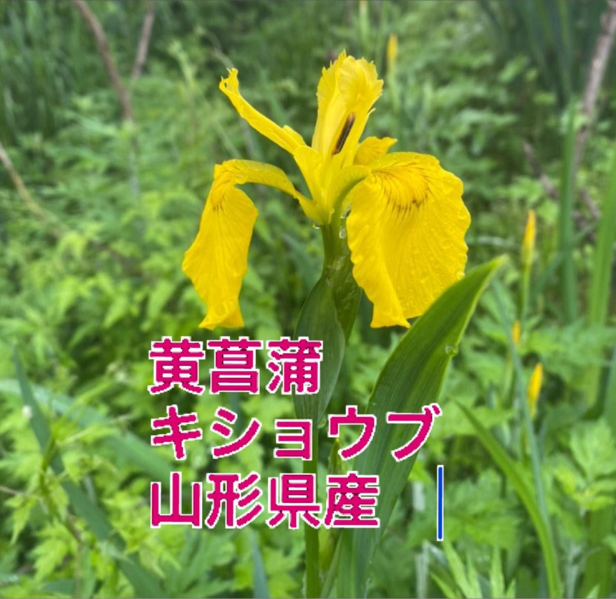 黄菖蒲  菖蒲科　球根 キショウブ 黄色の花 球根　12個以上