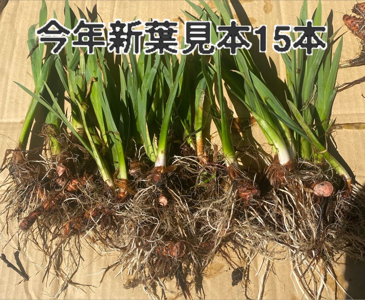 黄菖蒲  菖蒲科　球根 キショウブ 黄色の花 球根　12個以上