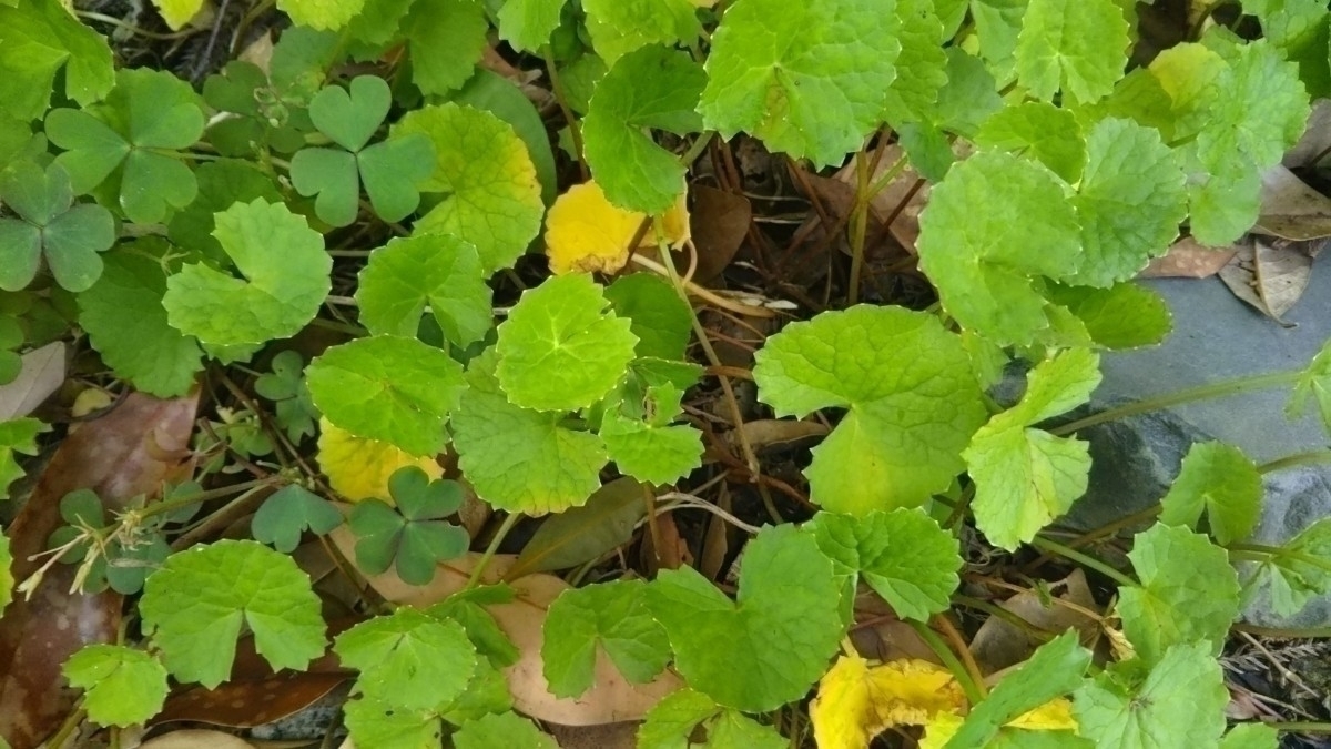 tsuboksagotsukola medicinal herbs herb a-yuru beige daseli.