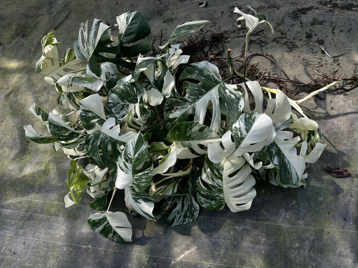 超最高級 希少 モンステラボルシギアナ ホワイトタイガーおまとめ10株Varigated Monstera Borsigana white tiger _画像3