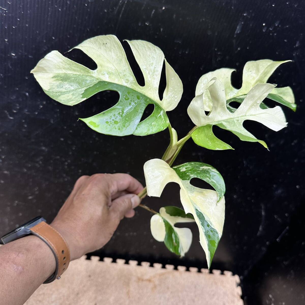 ラフィドフォラ テトラスペルマ パラゴン 斑入 ヒメモンステラ斑入 / 6株おまとめ RaphidophoraTetrasperma Variegata の画像5