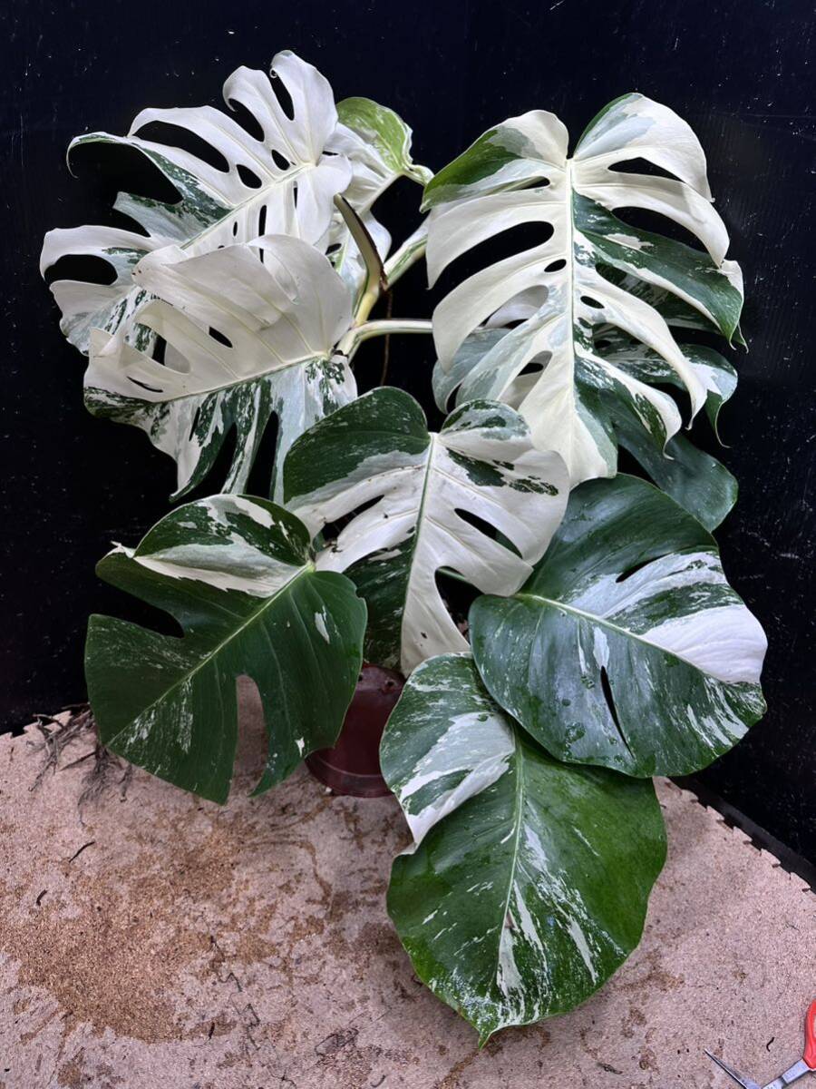 超最高級 希少 大株モンステラボルシギアナ ホワイトタイガー1株 Varigated Monstera Borsigana white tiger ②_画像1