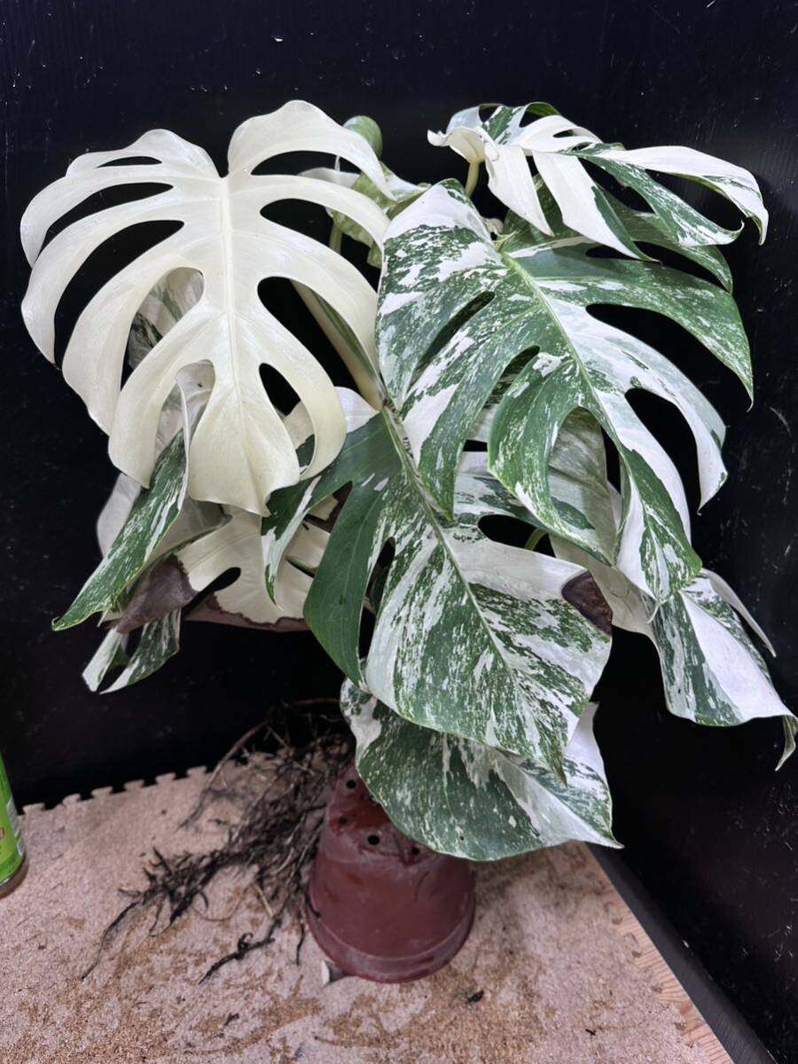 超最高級 希少 大株モンステラボルシギアナ ホワイトタイガー1株 Varigated Monstera Borsigana white tiger ③_画像1