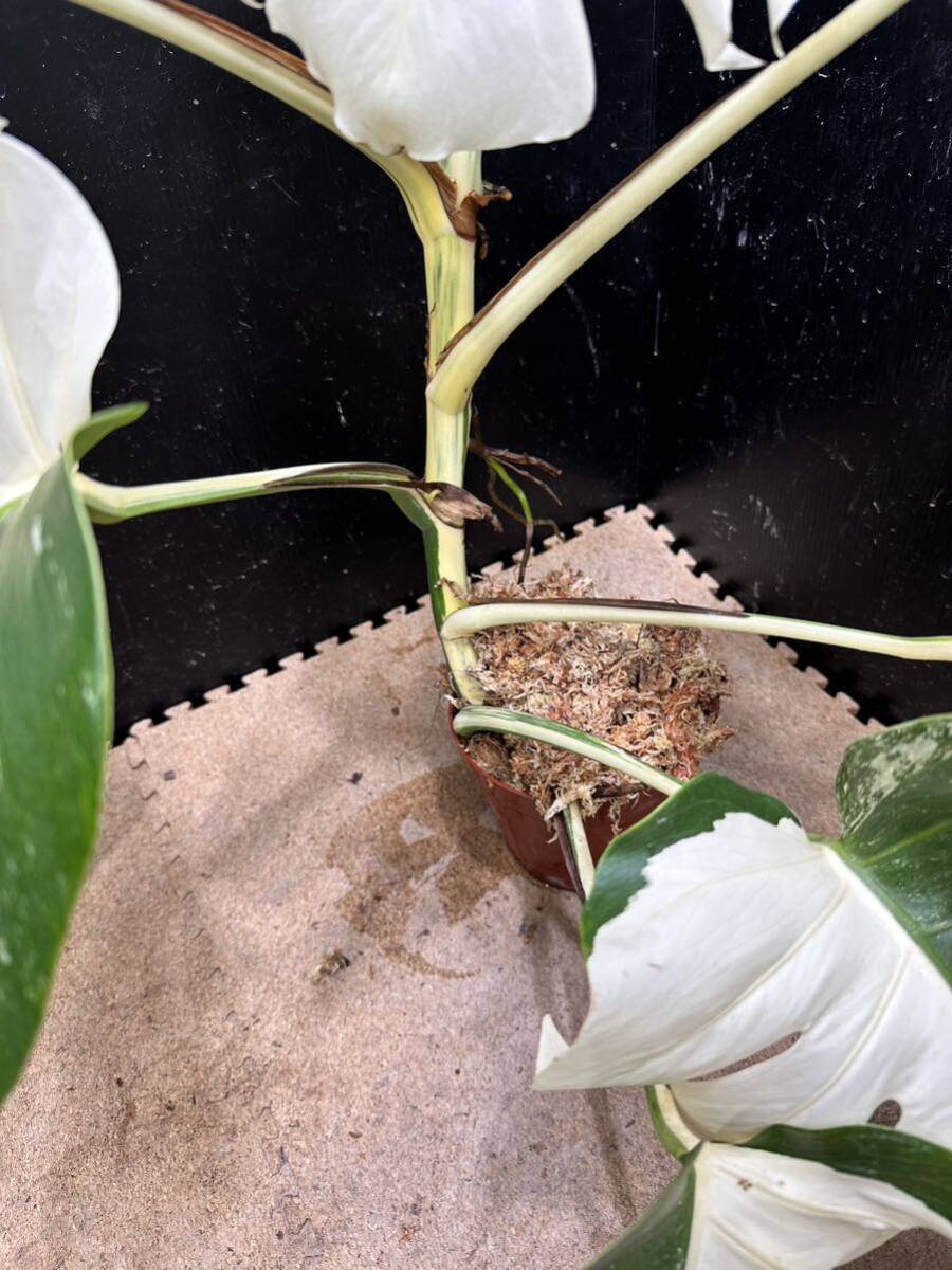 超最高級 希少 大株モンステラボルシギアナ ホワイトタイガー1鉢 Varigated Monstera Borsigana white tiger ①_画像9