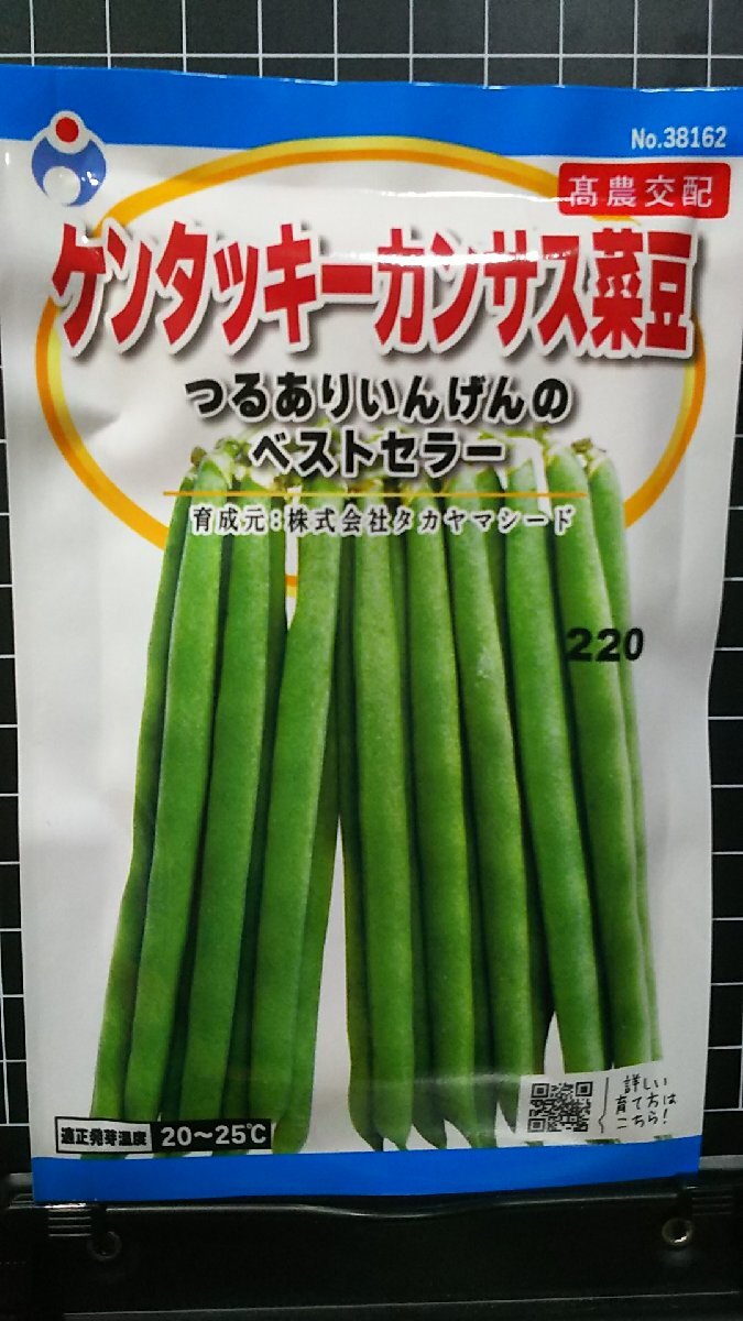 ３袋セット つるあり ケンタッキー カンサス 菜豆 いんげん 種 種 郵便は送料無料_画像1