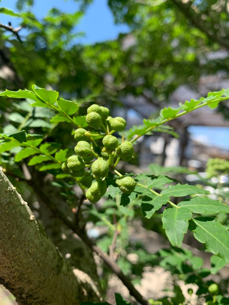 山椒　採りたて新鮮　糠床　20g