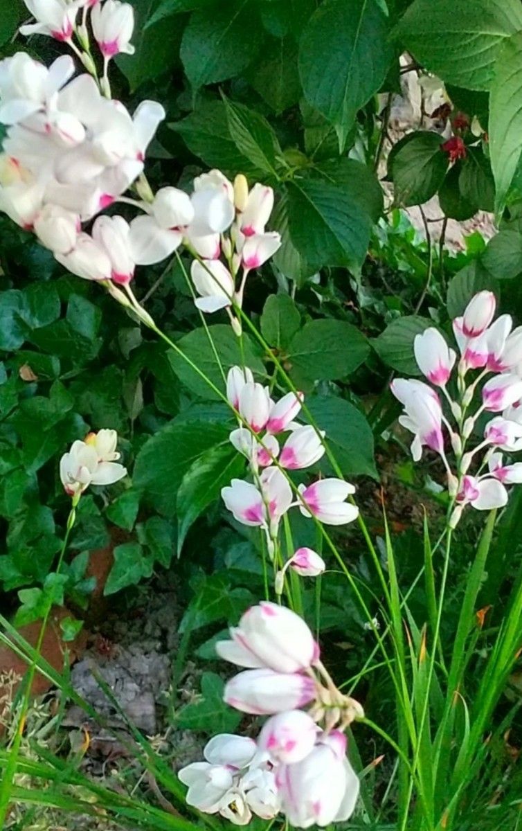 ☆イキシア☆  球根  白 × ピンク  可愛い  花壇  綺麗 ガーデン