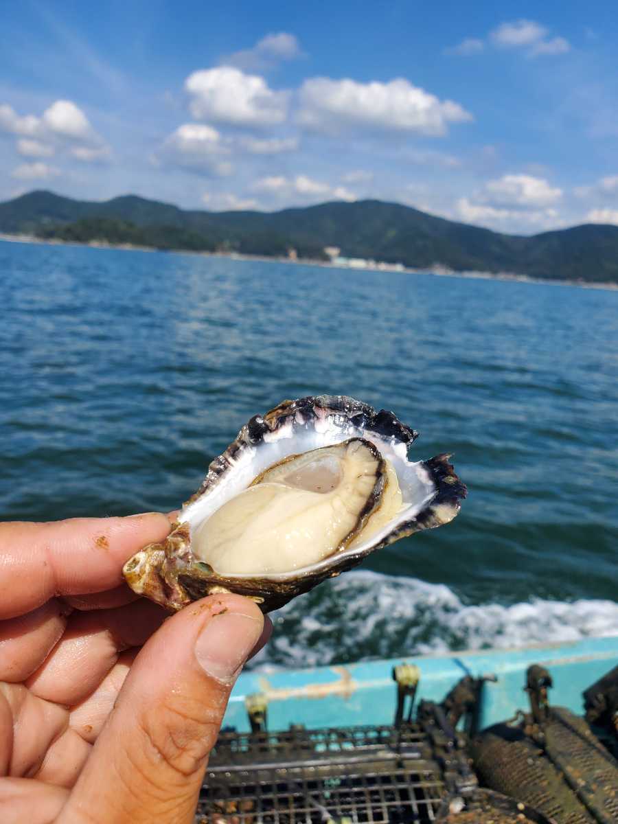 殻付き2キロ　赤穂産　希少牡蠣　うるる　_画像2