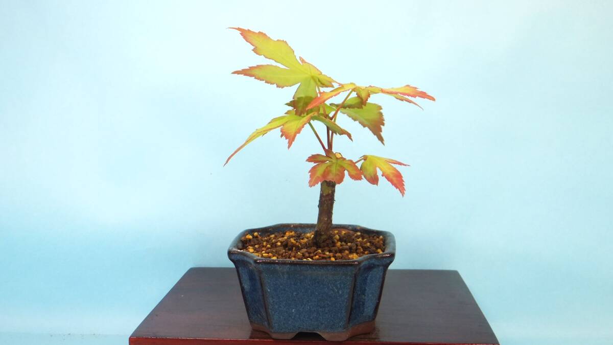 [ bonsai * dream ..]*[ nail . maple ] R60516