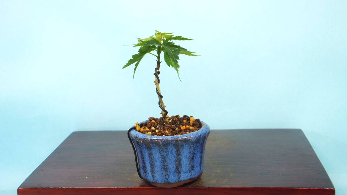 [ bonsai * dream ..]*.. maple *[ koto .] R60524