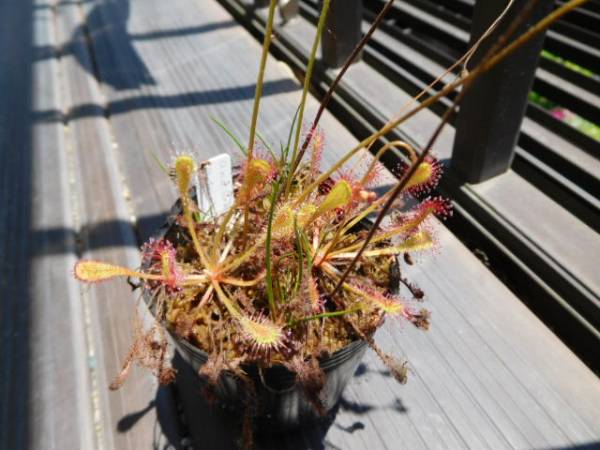 ☆ 食虫植物 「D. nidiformis Pietermaritzburg, RSA 種子 20粒」 送料無料 ☆_実際の出品物ではありません。