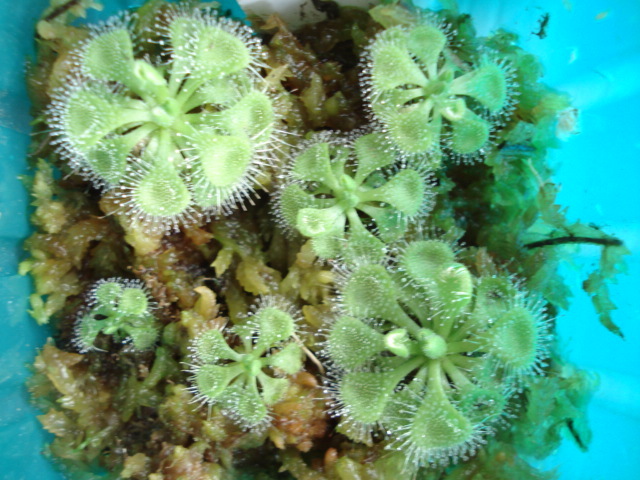 ☆食虫植物「Drosera burmannii "India" 種子 20粒」ブルマンニ クルマバモウセンゴケ☆_参考写真です(出品物ではありません)