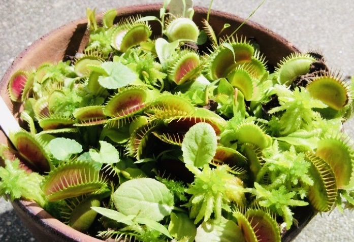 ☆食虫植物「Dionaea muscipula Mix種子 2023年度 20粒」ハエトリソウ☆_ビッグマウス(トリフィド系)