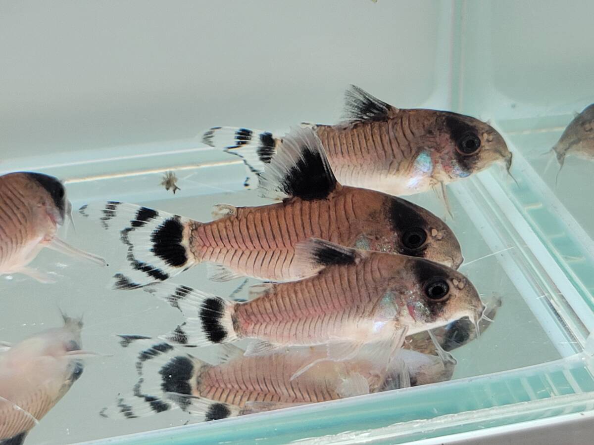 コリドラス オイヤポクエンシス WF1 自家繁殖個体 3匹セットの画像2