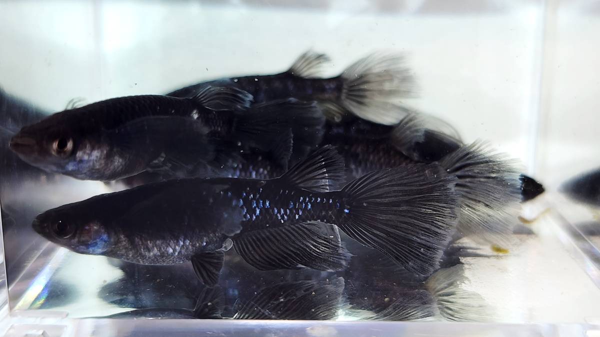 ブラックダイヤ　松井ヒレ長　稚魚　1５匹＋保障分２匹　１７匹 　メダカ　 めだか_画像4