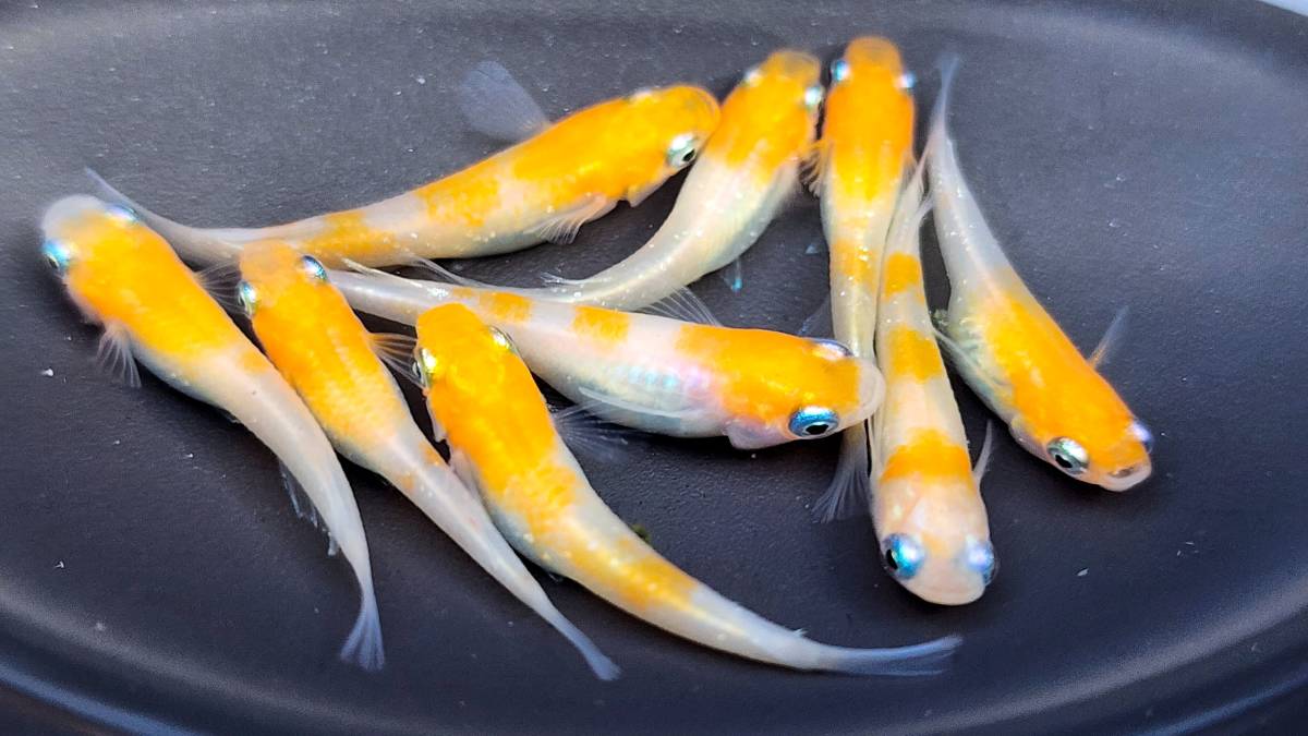 小町　稚魚　1５匹＋保障分２匹　１７匹 　メダカ　 めだか_画像1