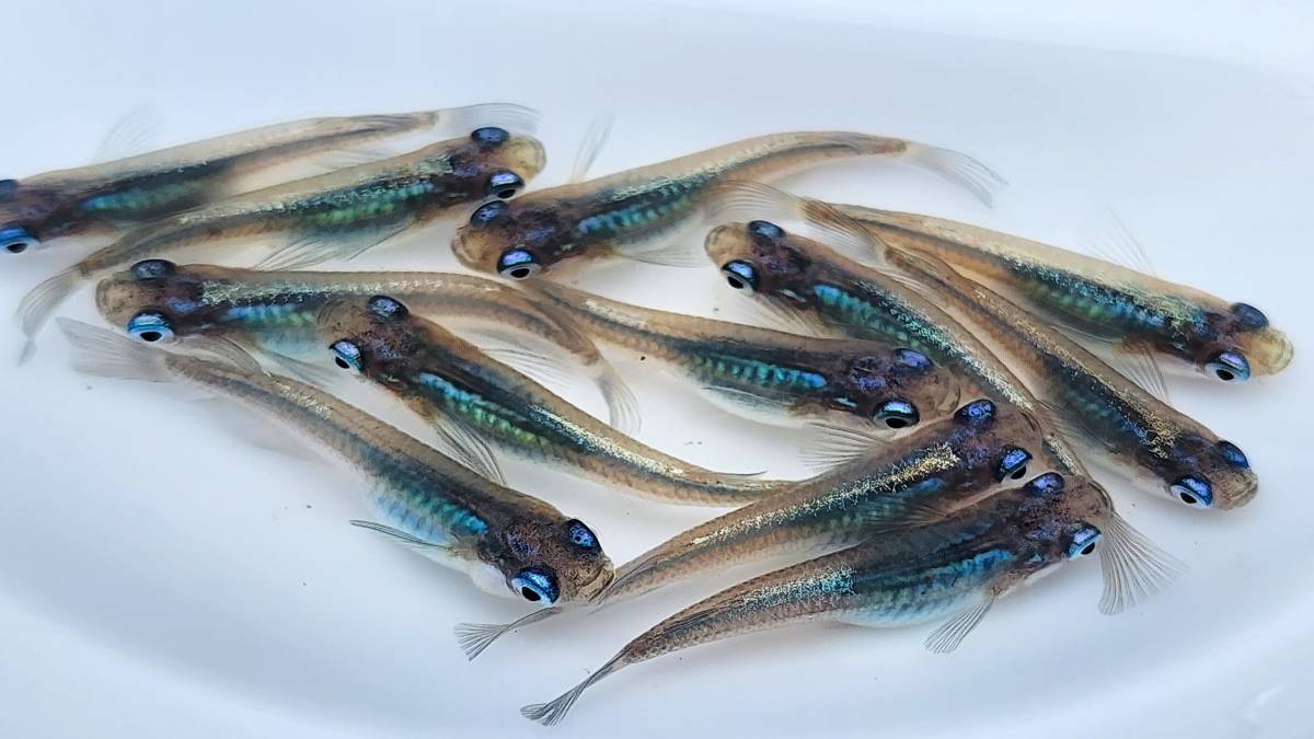 しずく　稚魚　1５匹＋保障分２匹　１７匹　メダカ　 めだか_画像4