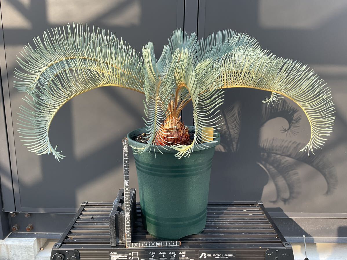 サイカス・カイルンシアナ Cycas・Cairnsiana ② ソテツ コーデックス 塊根植物 希少植物 赤肌 エンセファラルトス の画像5