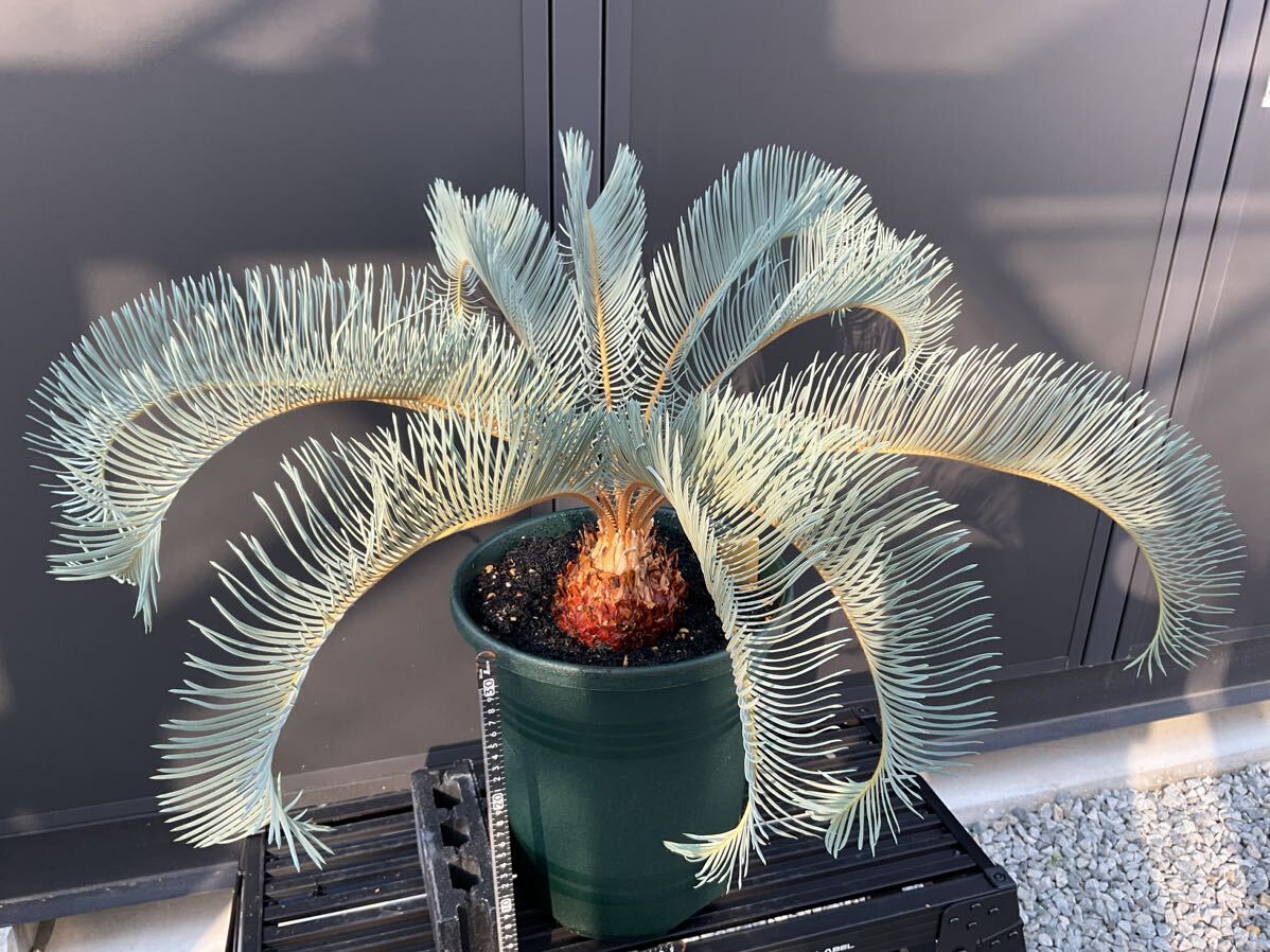 Yahoo!オークション - サイカス・カイルンシアナ Cycas Yahoo!オークション - サイカス・カイルンシアナ Cycas