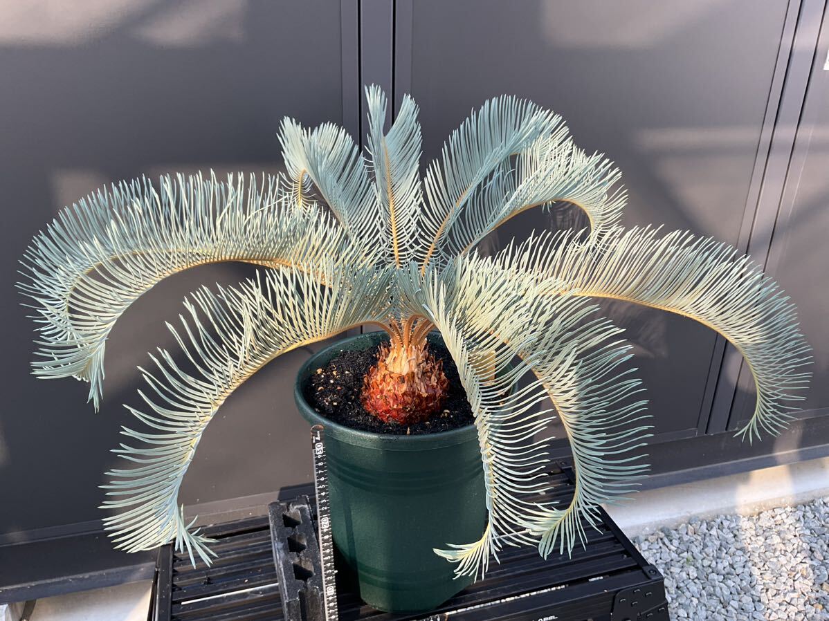 サイカス・カイルンシアナ　Cycas・Cairnsiana ② ソテツ　コーデックス　塊根植物　希少植物　赤肌 エンセファラルトス 