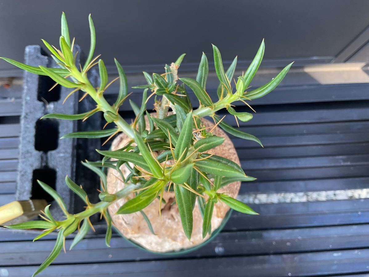 Pachypodium bispinosum -pakipotium screw Pinot - Sam ① south Africa . root .. plant bi The -ru plant 